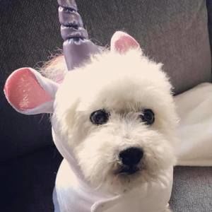 Meet your Posher, Alison